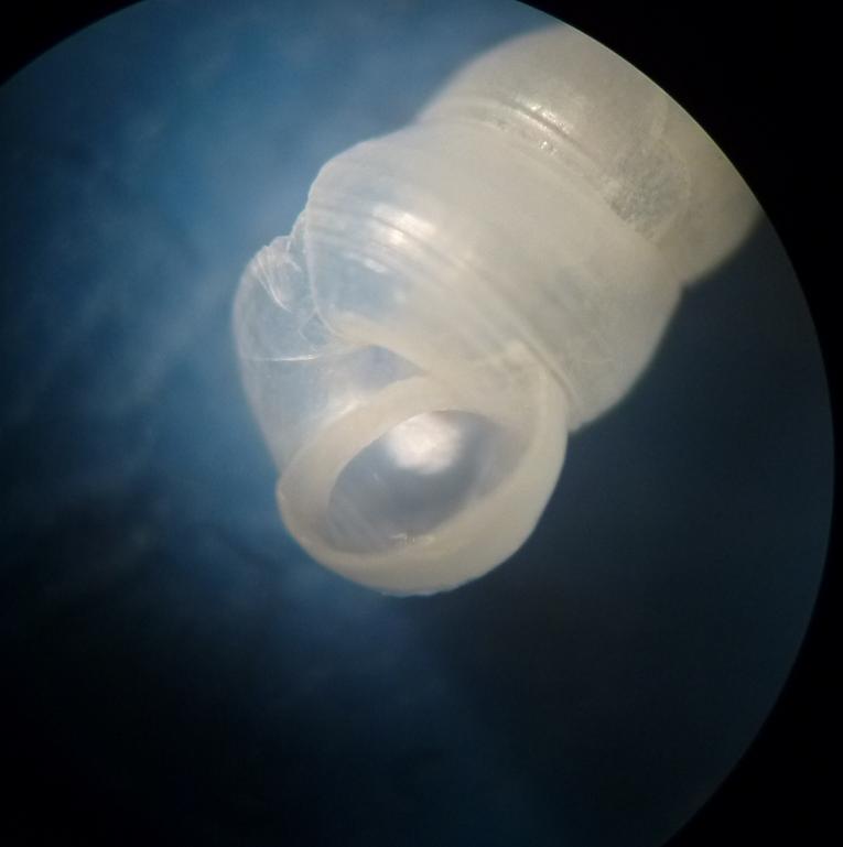 gasteropode da determinare