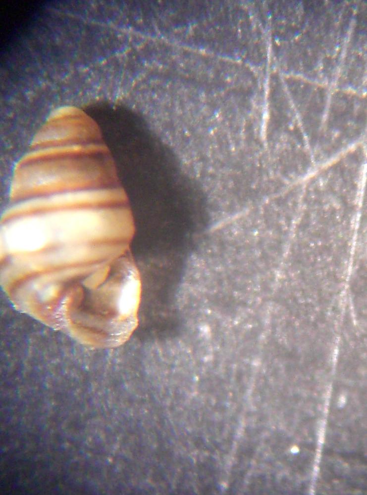 Cingulopsidae