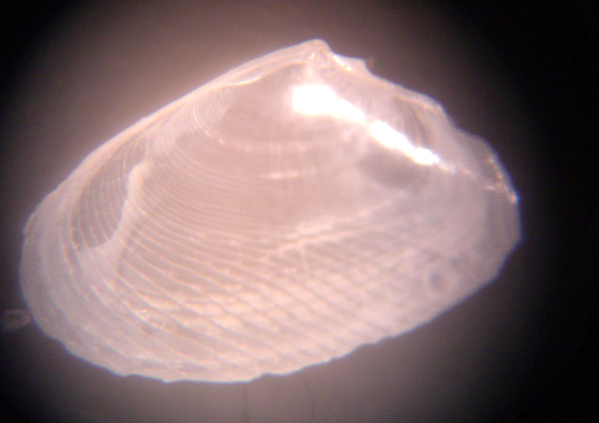 bivalve da determinare