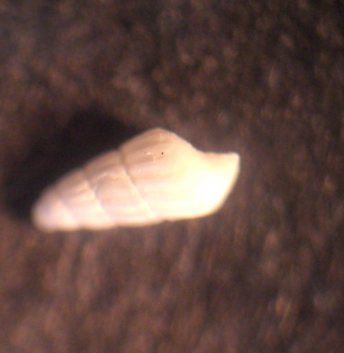 piramidellide veneziano