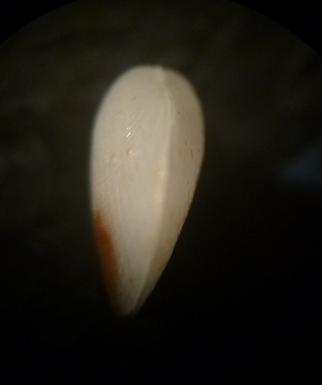 Bivalve da determinare