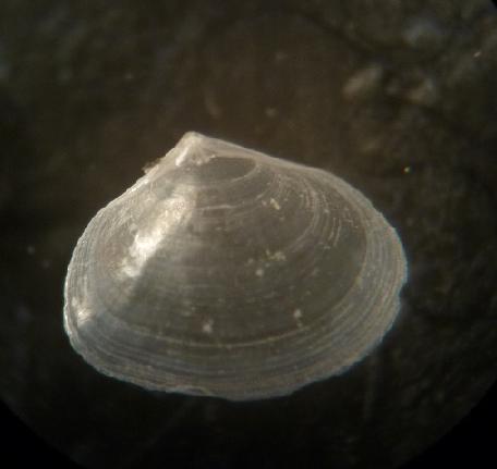 bivalve 2
