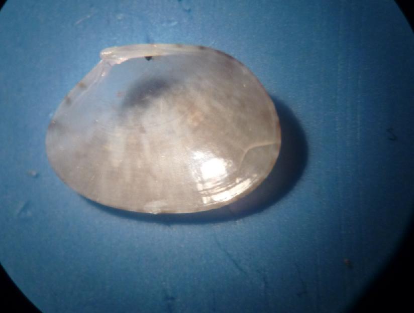 bivalve da determinare