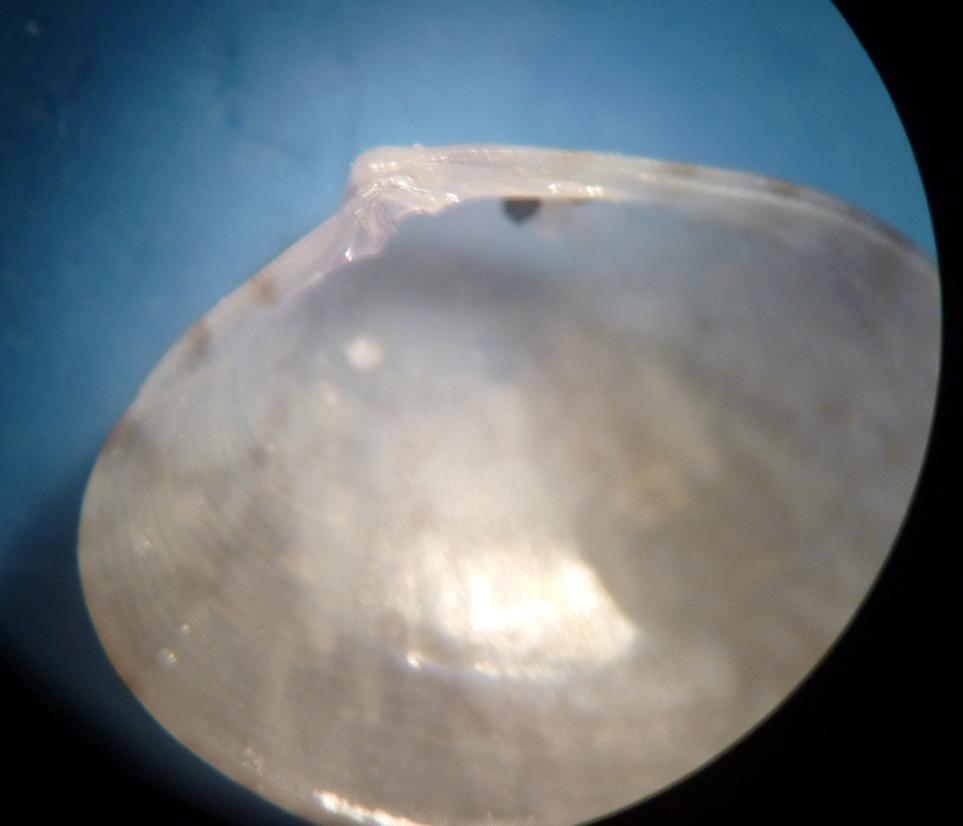 bivalve da determinare