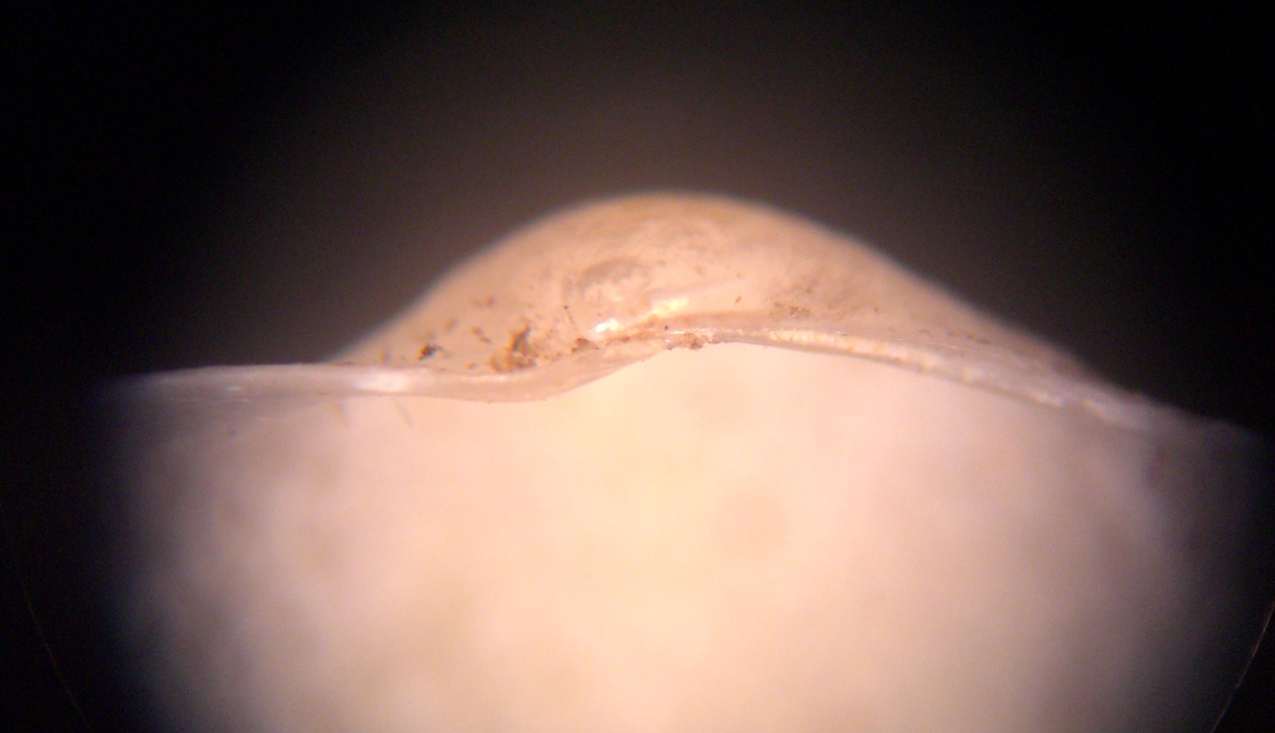 bivalve da determinare