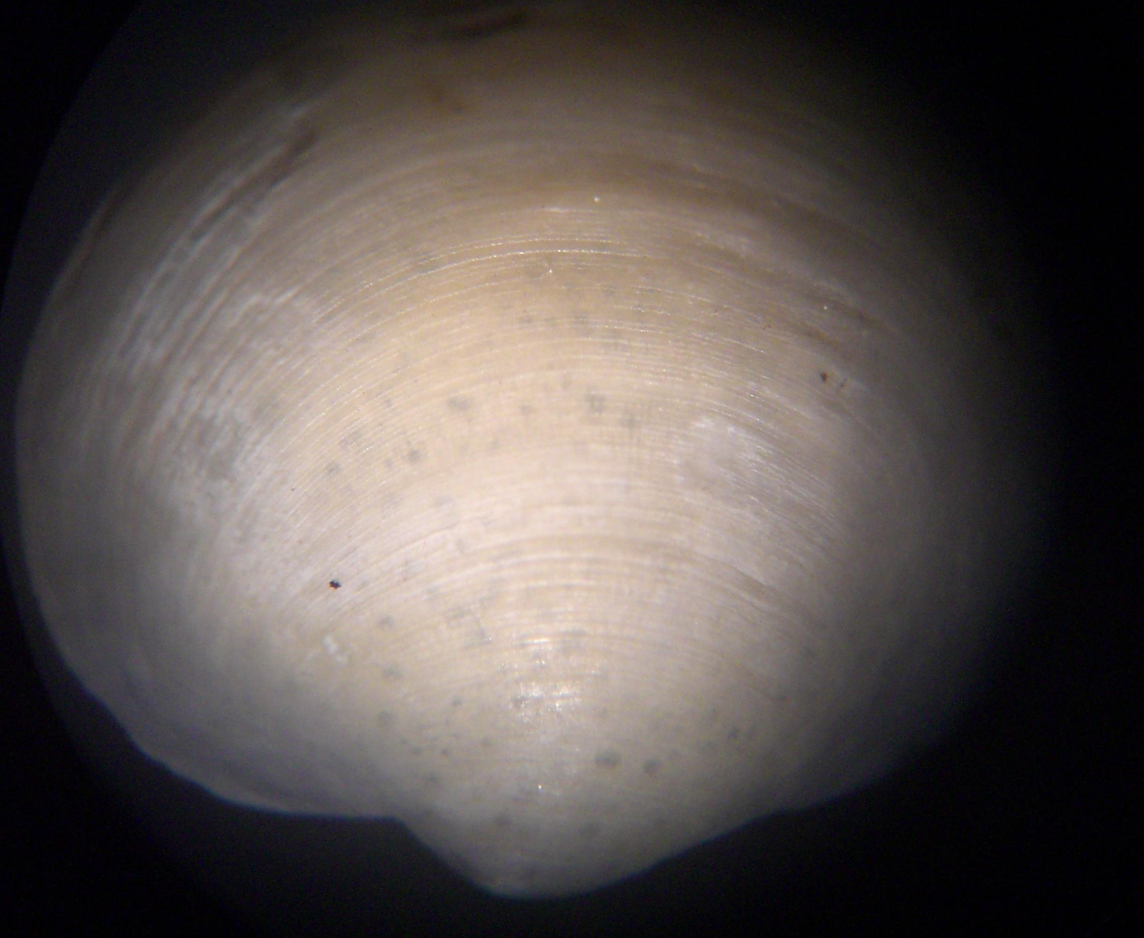 bivalve da determinare