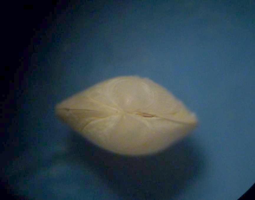 Bivalve da determinare