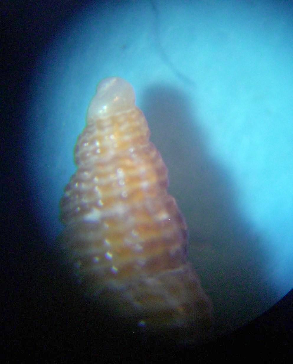 Chauvetia da determinare