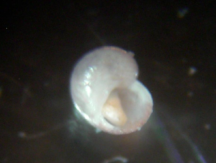 Tricolia 3