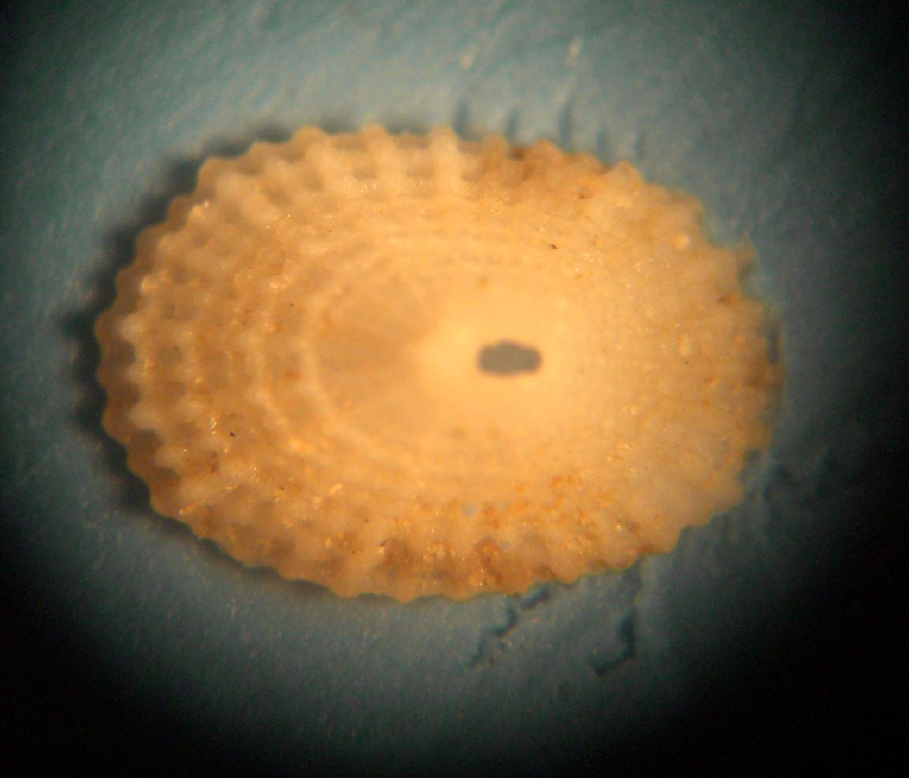 fissurellide