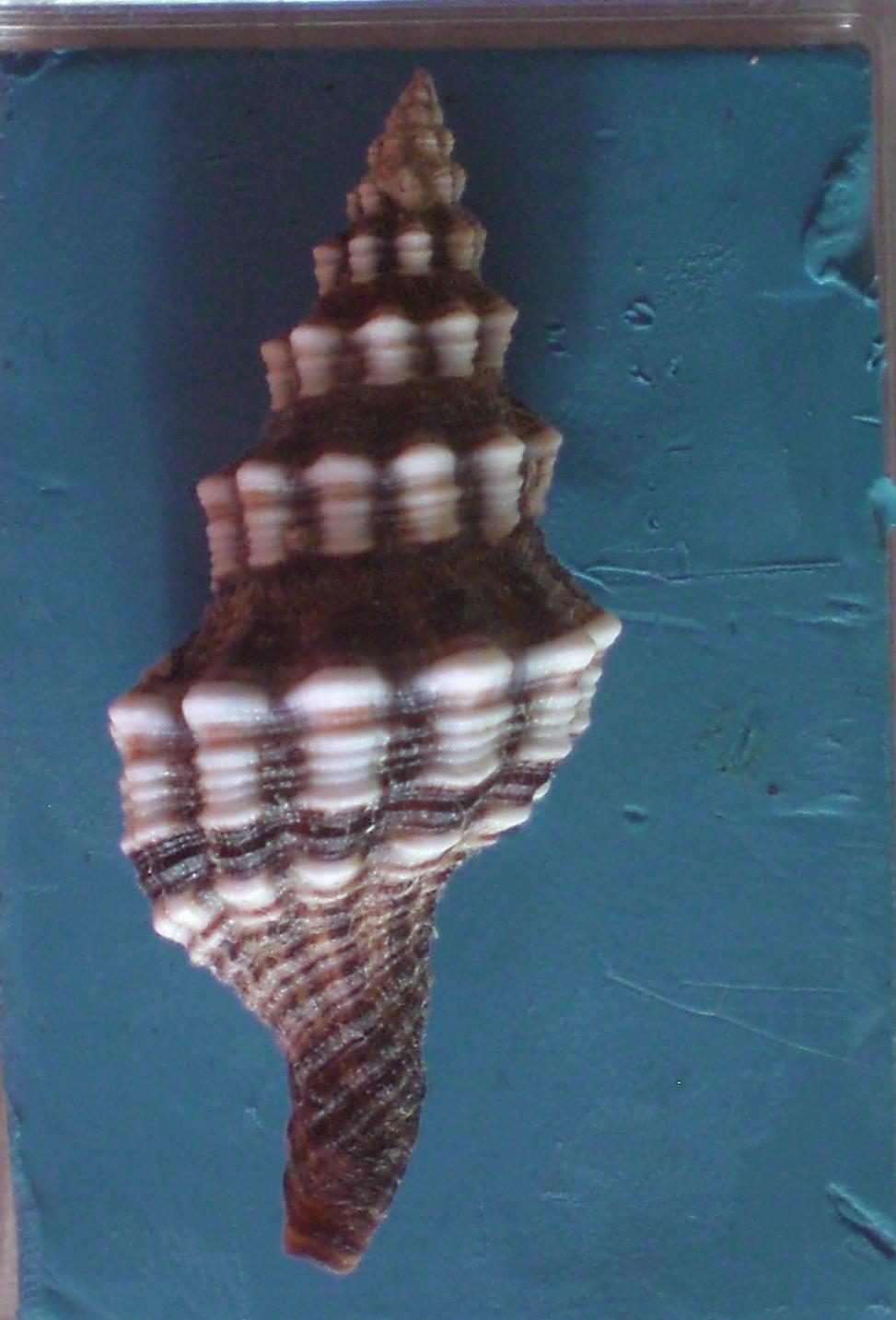 fusinus syracusanus?