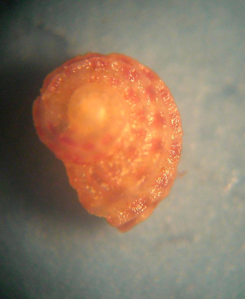 micro gasteropode da classificare