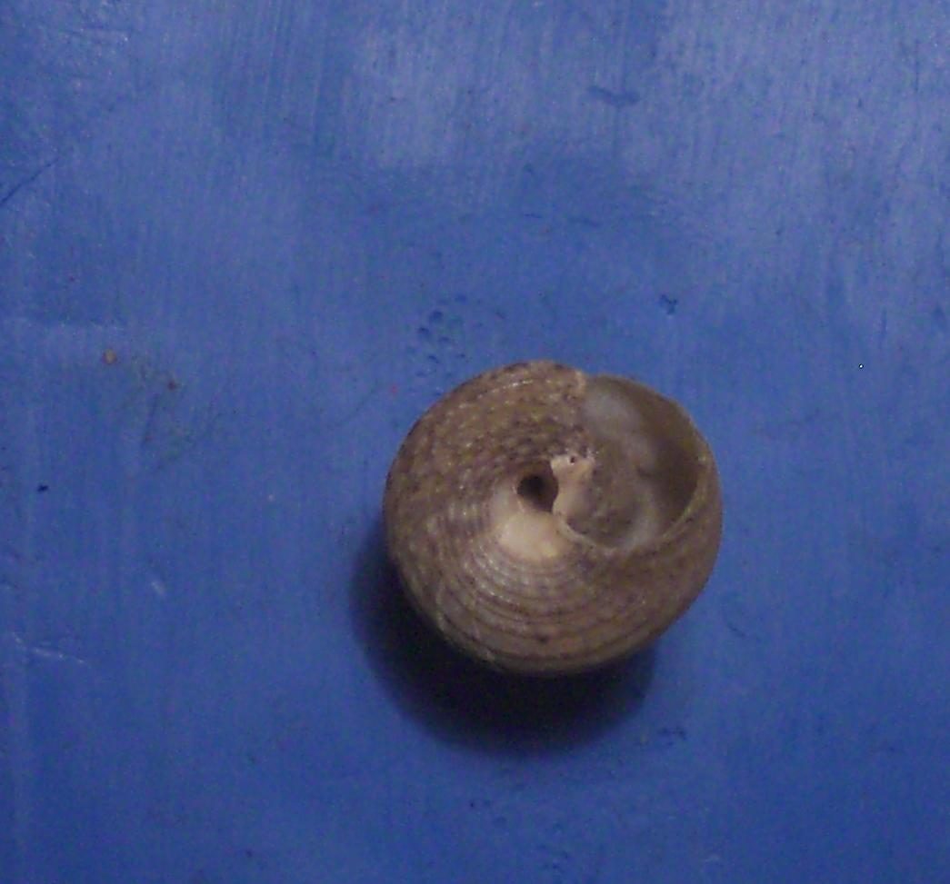 Gibbula da determinare