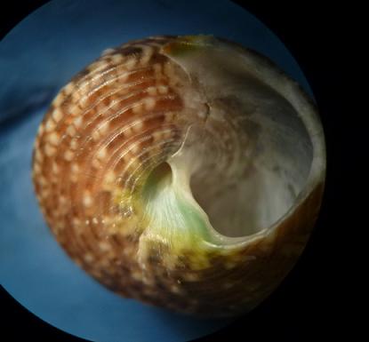 Gibbula da determinare