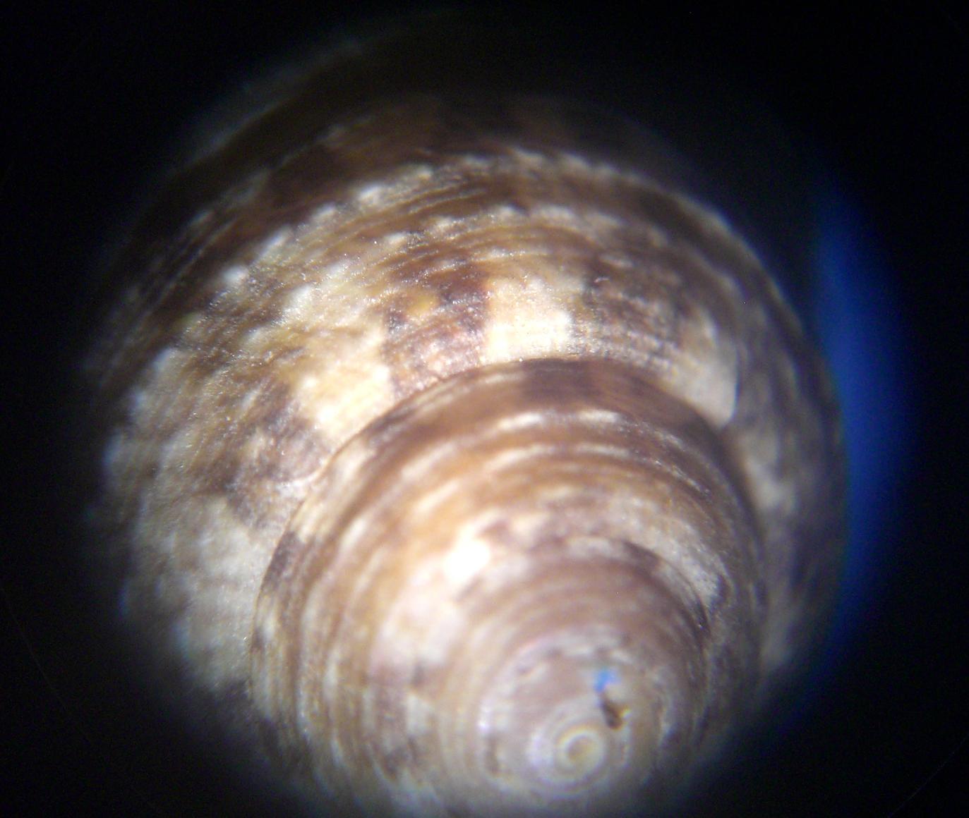 Gibbula da determinare