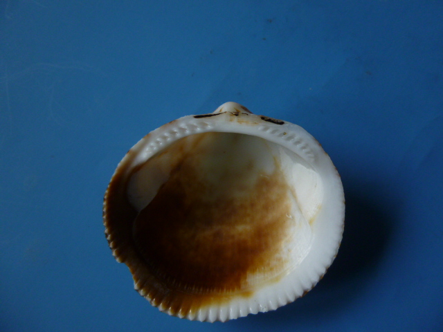 Glycymeris glycymeris?