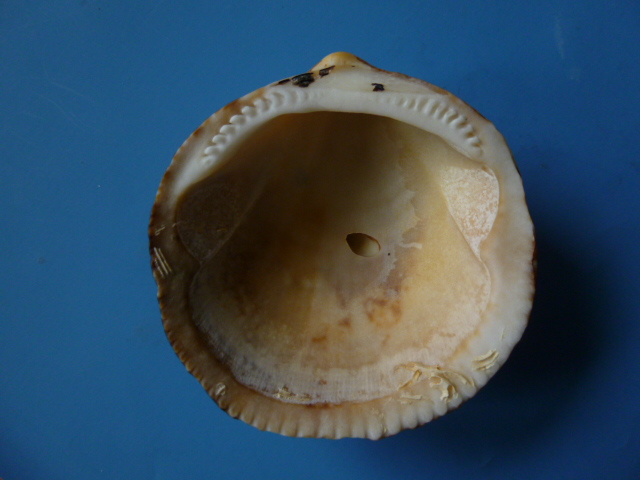 Glycymeris glycymeris?