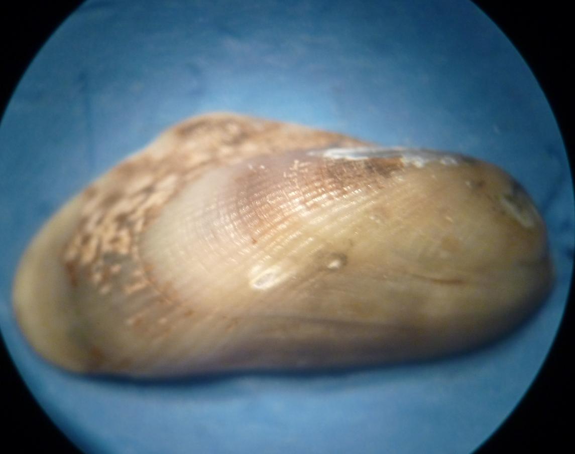 Gregariella petagnae?