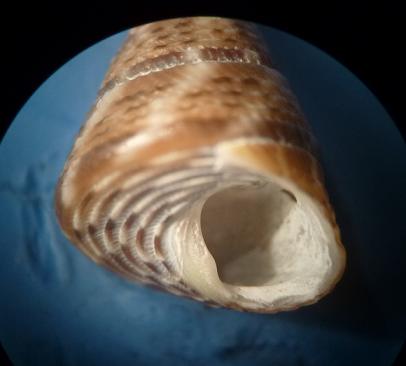 Jujubinus exasperatus?