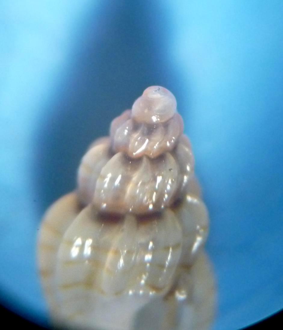 Mangelia da determinare