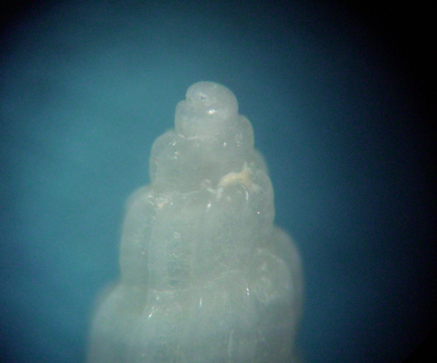 Mangelia da determinare