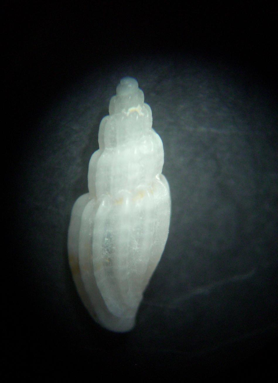 Mangelia da determinare