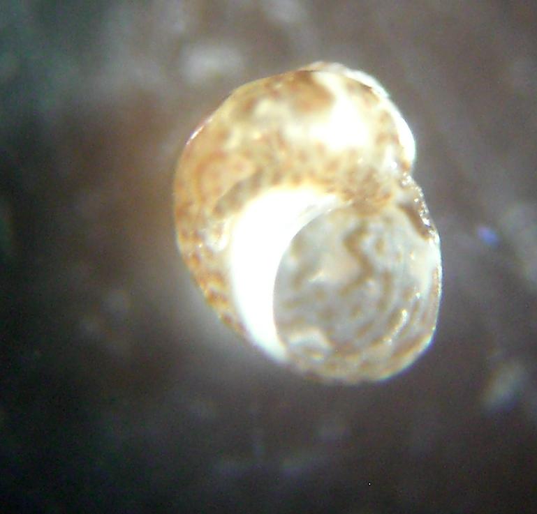 Tricolia2