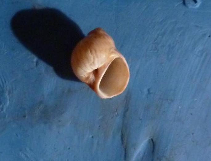 Naticide da determinare