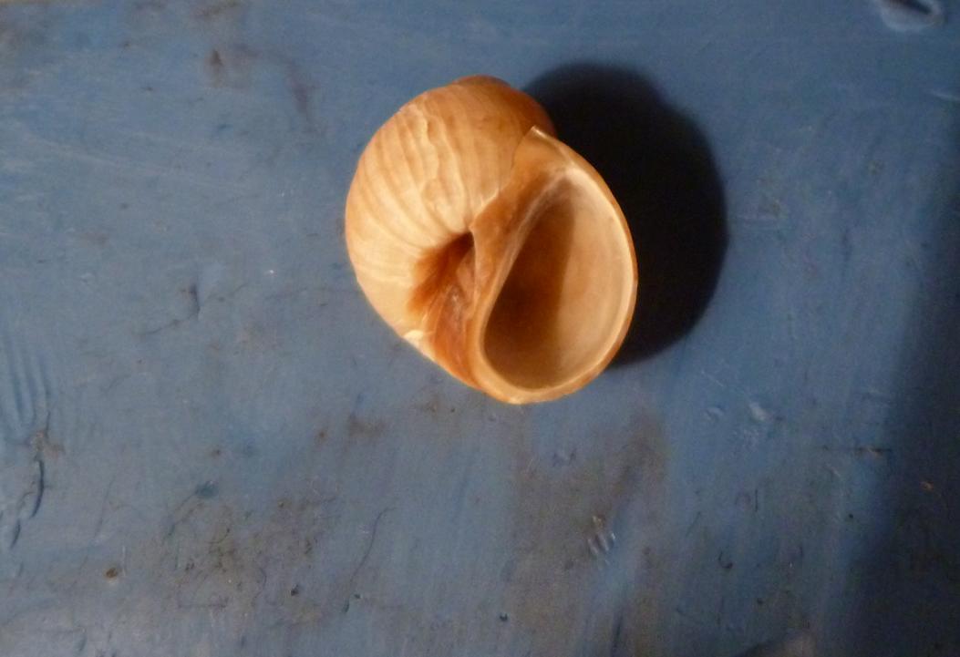 Naticide da determinare