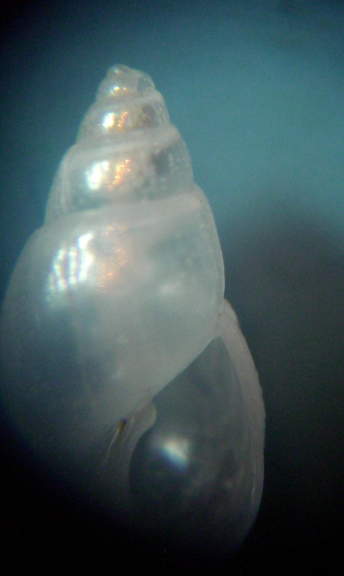 Odostomia eulimoides?