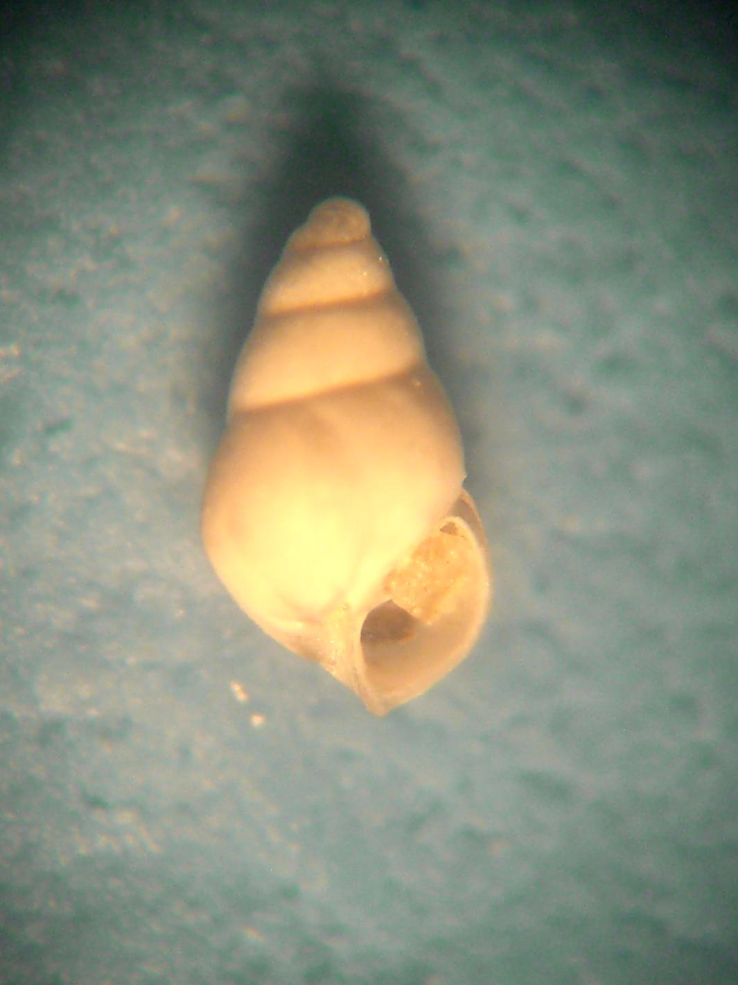 odostomia conoidea?