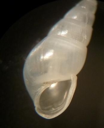 Odostomia da determinare