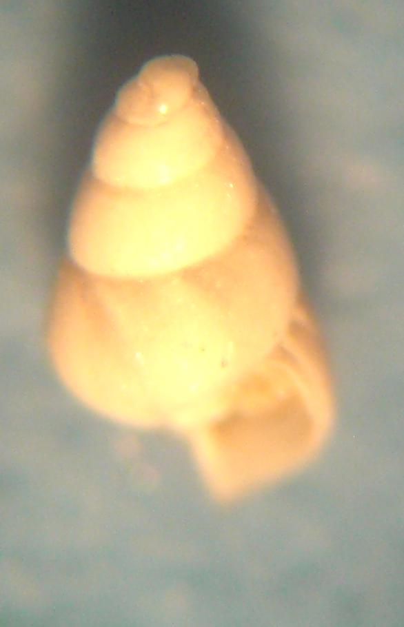 odostomia conoidea?