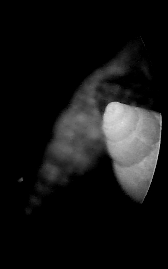 Odostomia da determinare