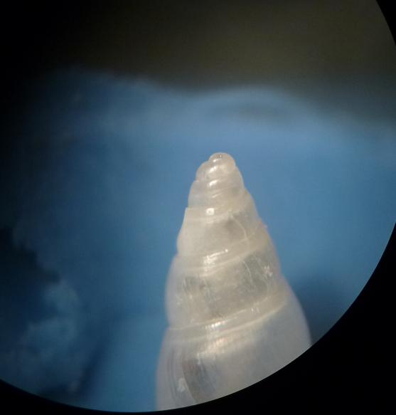 Odostomia da determinare