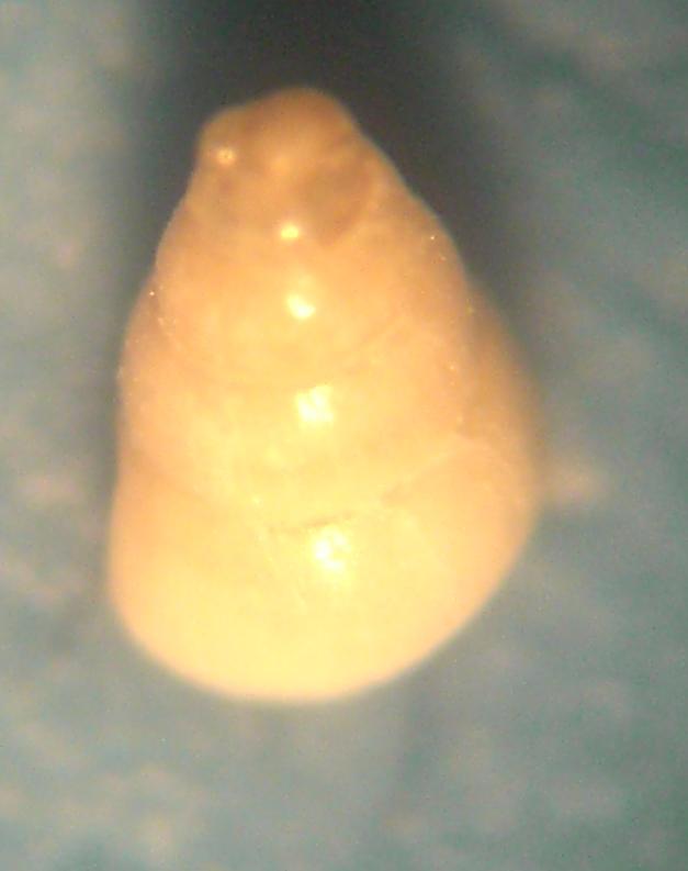 odostomia conoidea?