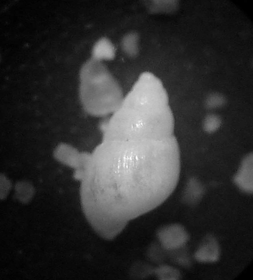 Odostomia da determinare