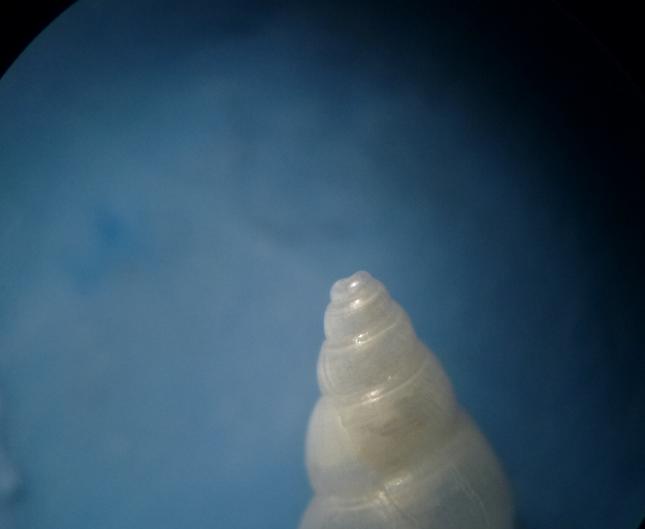 Odostomia da determinare