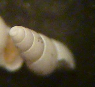 Odostomia da determinare