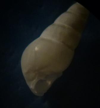 Odostomia da determinare