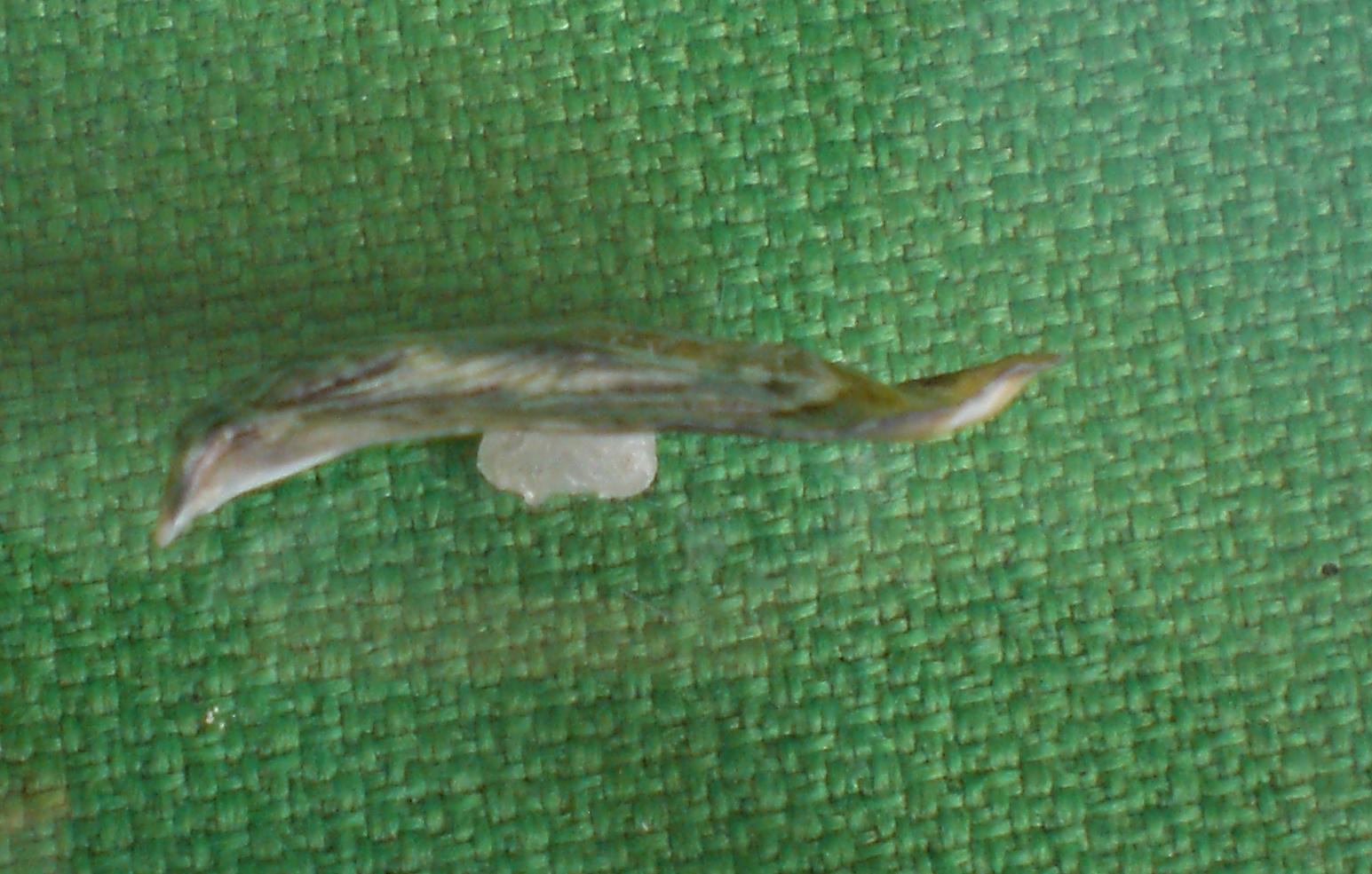 ostreidae da determinare