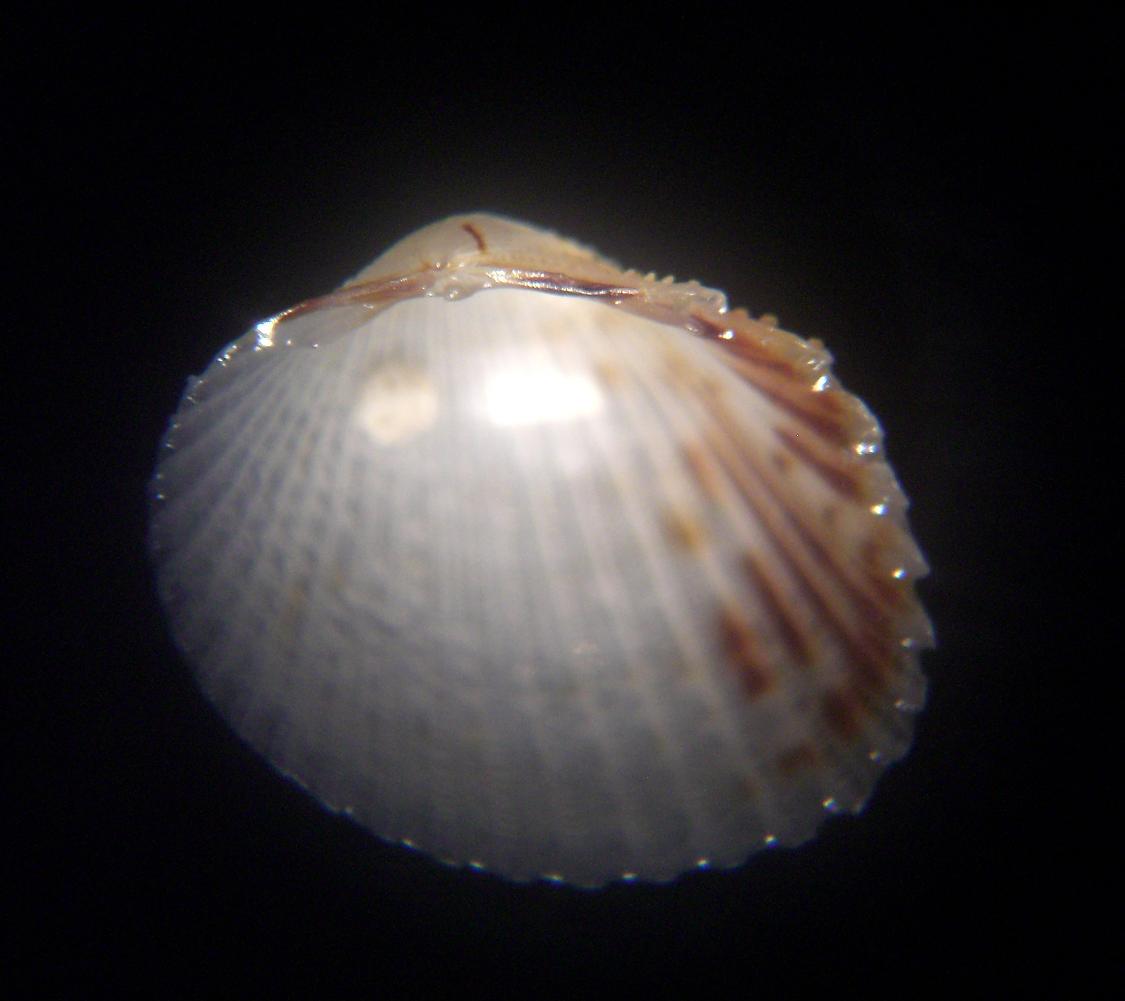 Parvicardium scriptum?