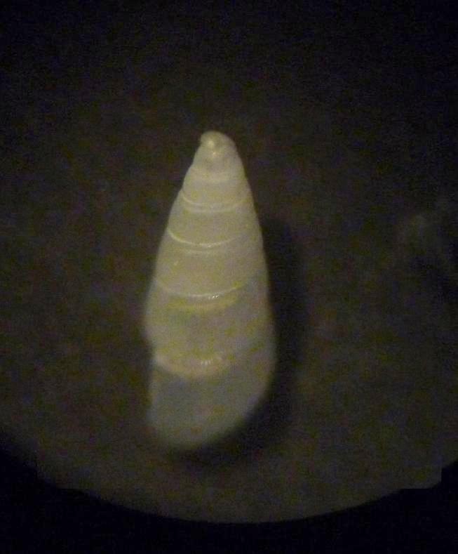 Odostomia da classificare