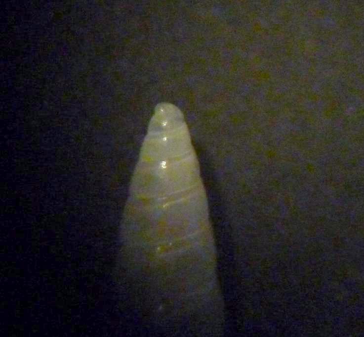 Odostomia da classificare