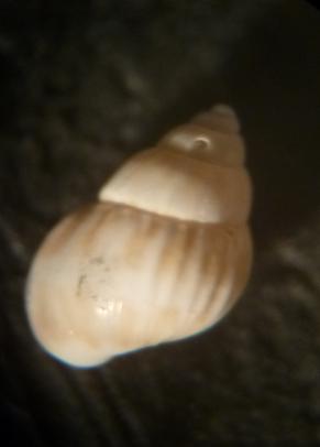 Pusillina da determinare