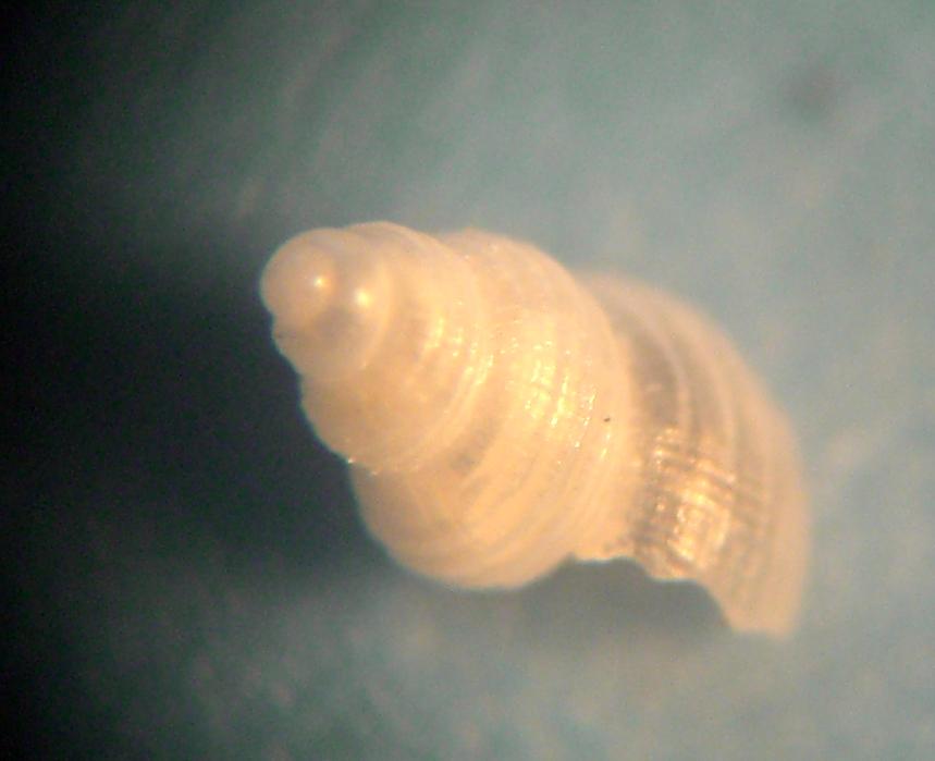 Rissoide da determinare