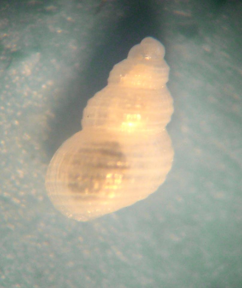 Rissoide da determinare