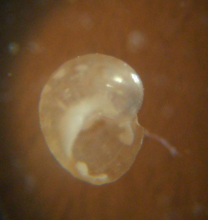 tricolia tingitana?