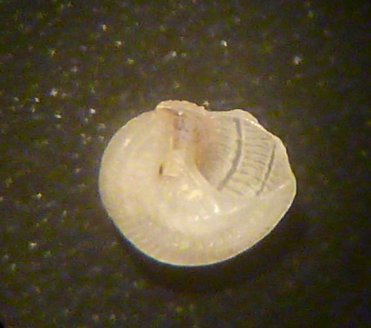 Tornus subcarinatus?