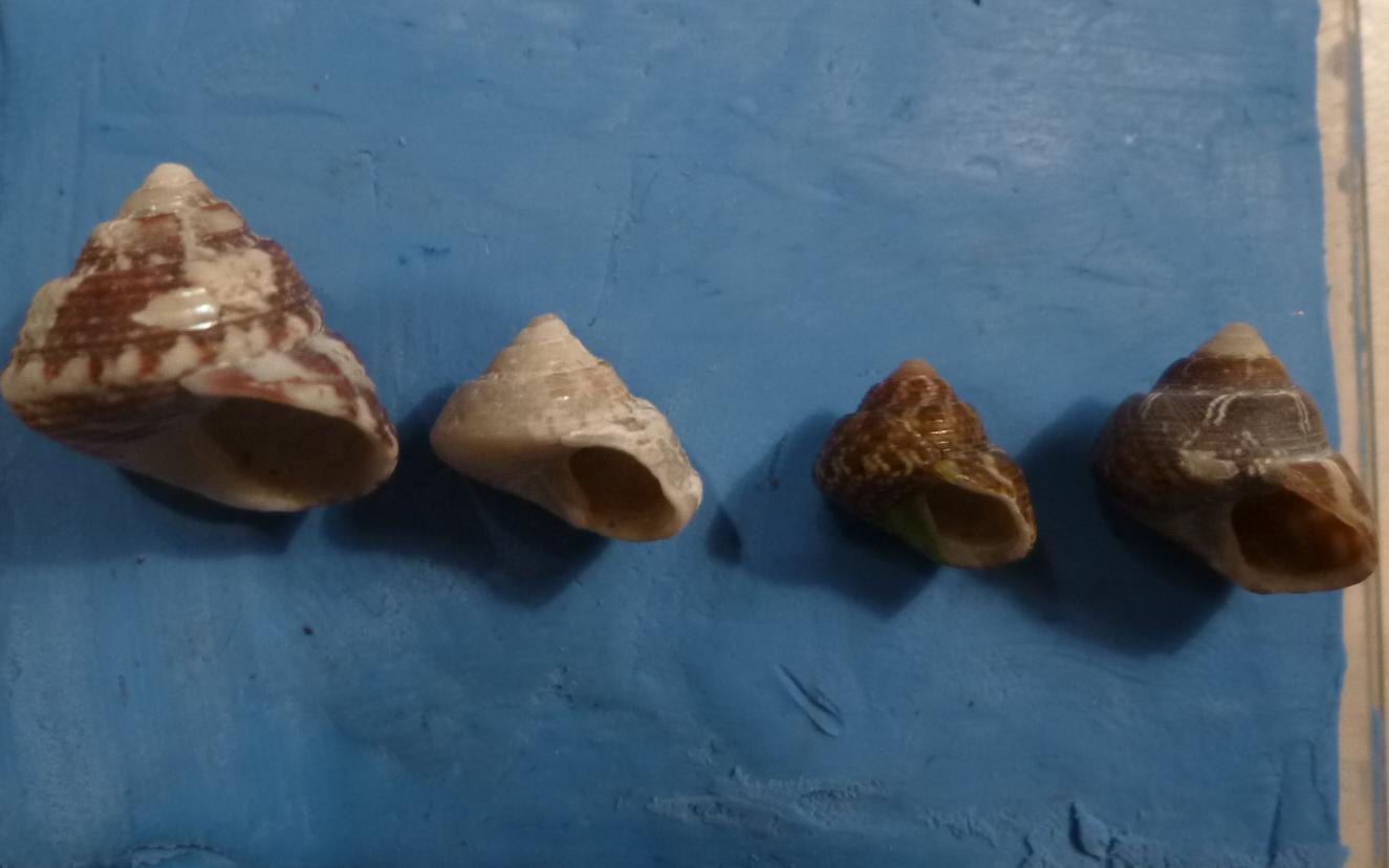 Gibbula da determinare